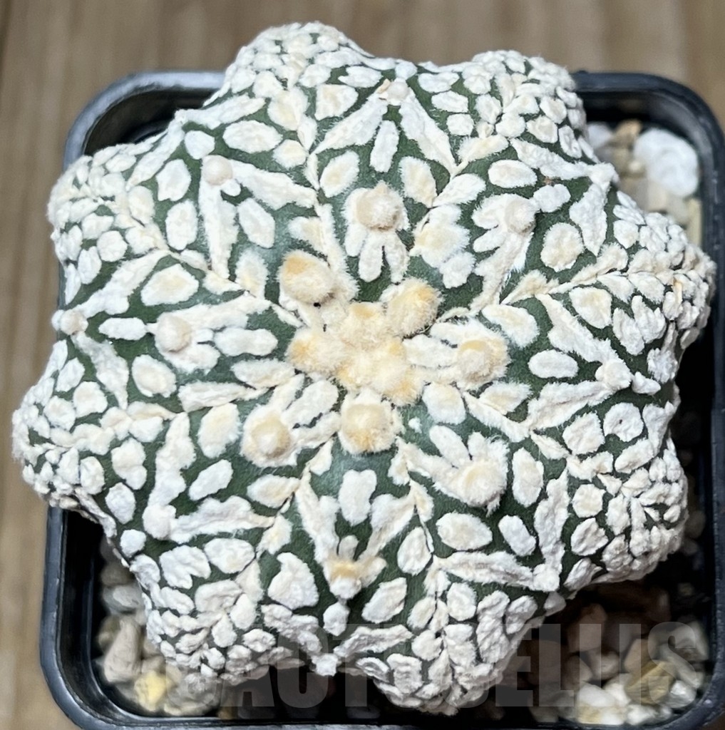SHPR18392 Astrophytum asterias 'Miracle V-Type' – Image 2