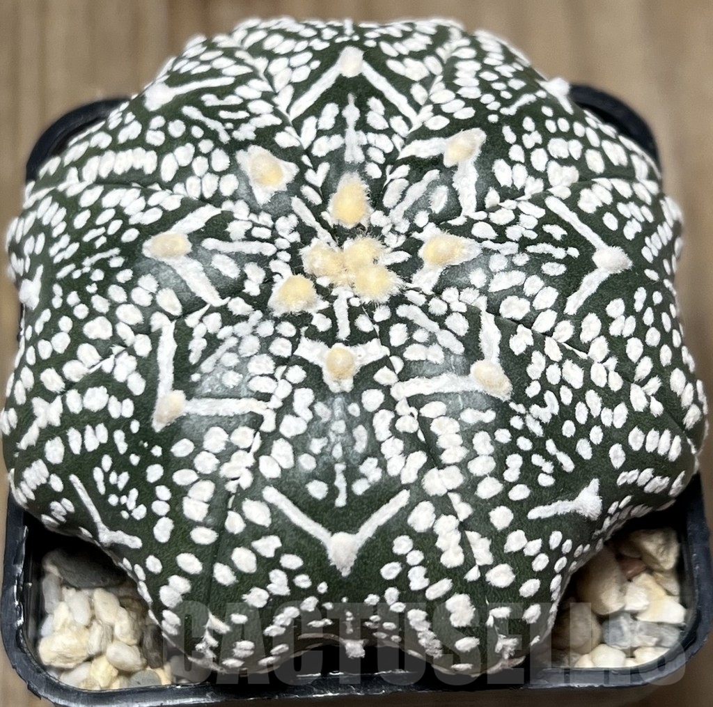 SHPR18393 Astrophytum asterias 'Miracle V-Type' – Image 2