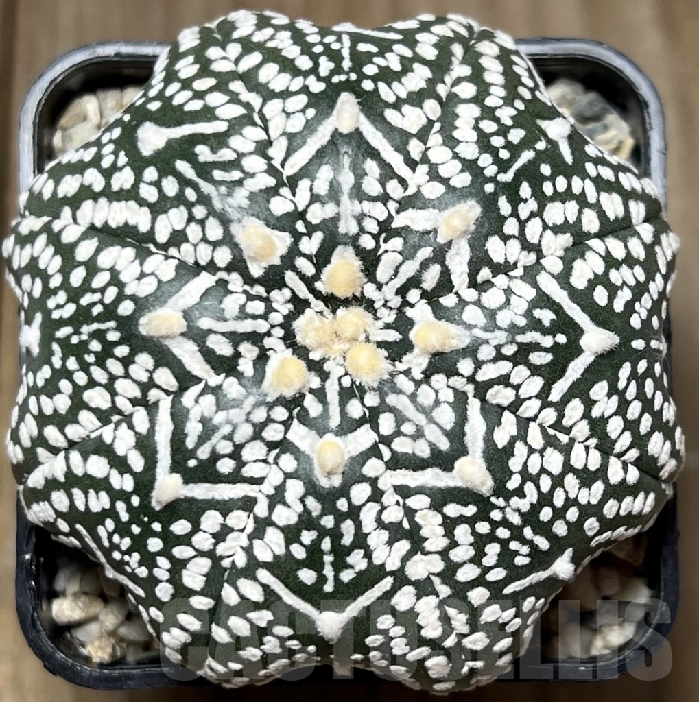 SHPR18393 Astrophytum asterias 'Miracle V-Type'
