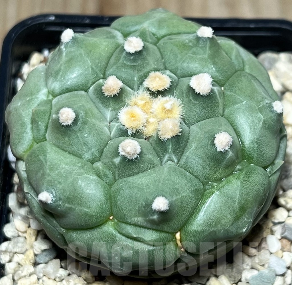SHPR18394 Astrophytum asterias 'Kikko'