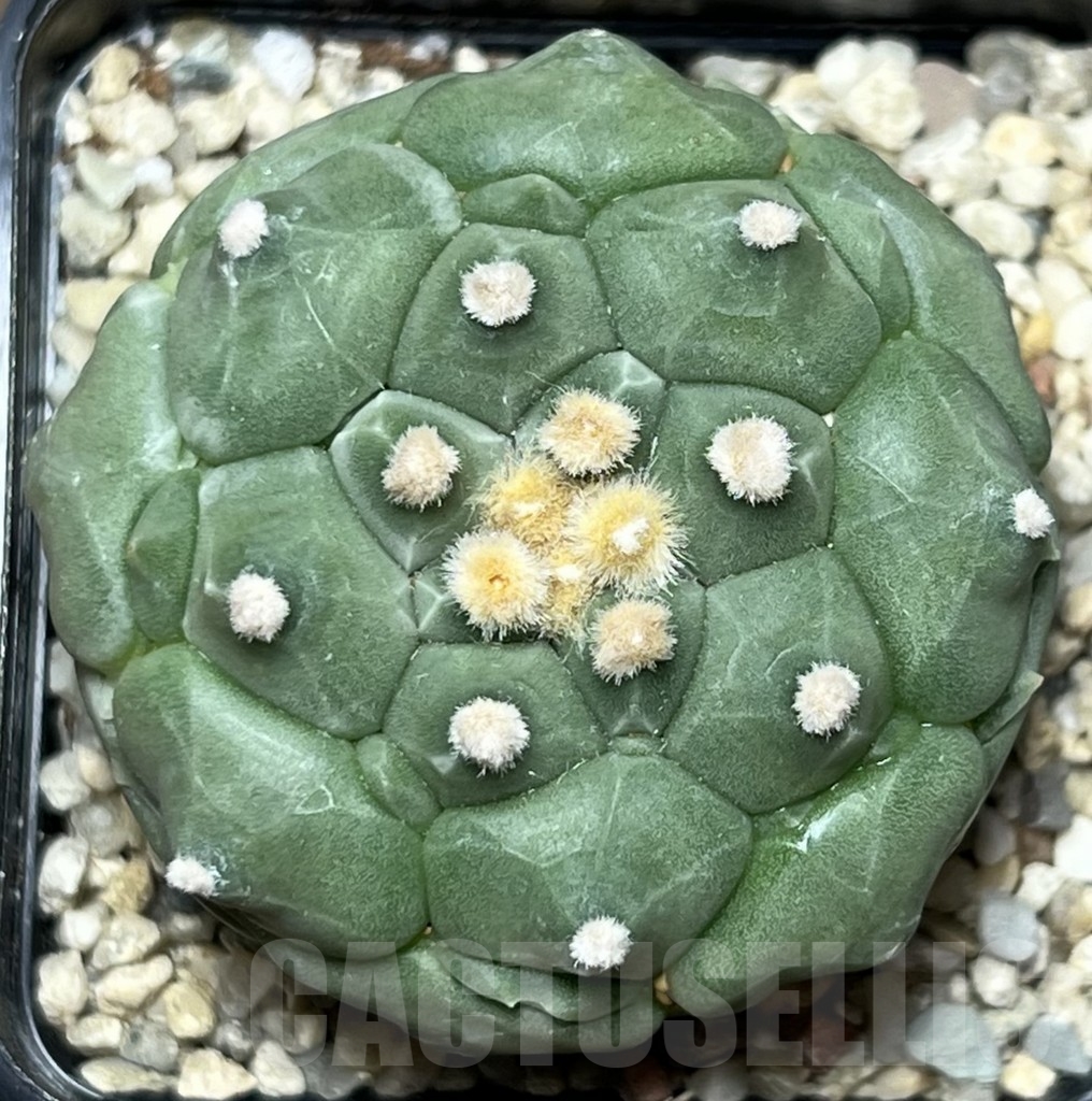 SHPR18394 Astrophytum asterias 'Kikko' - Зображення 2