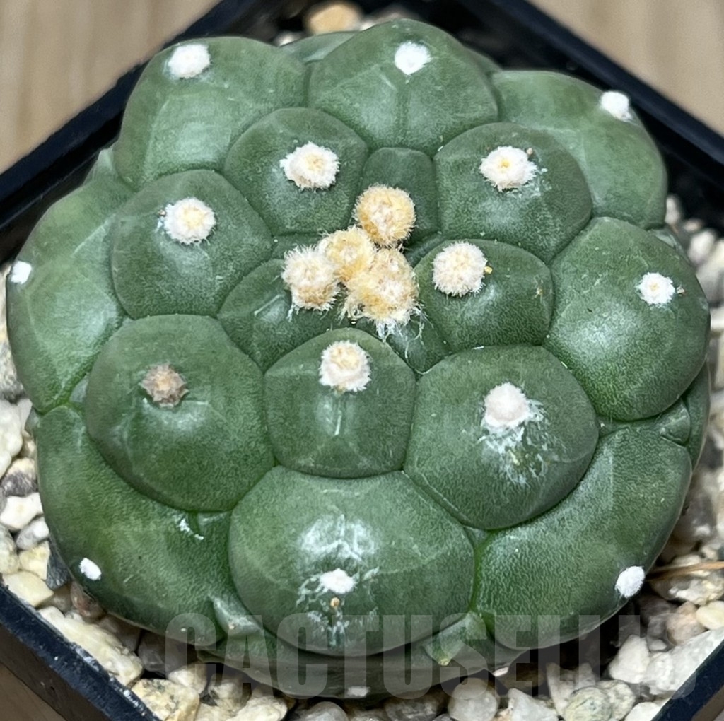 SHPR18395 Astrophytum asterias 'Kikko'