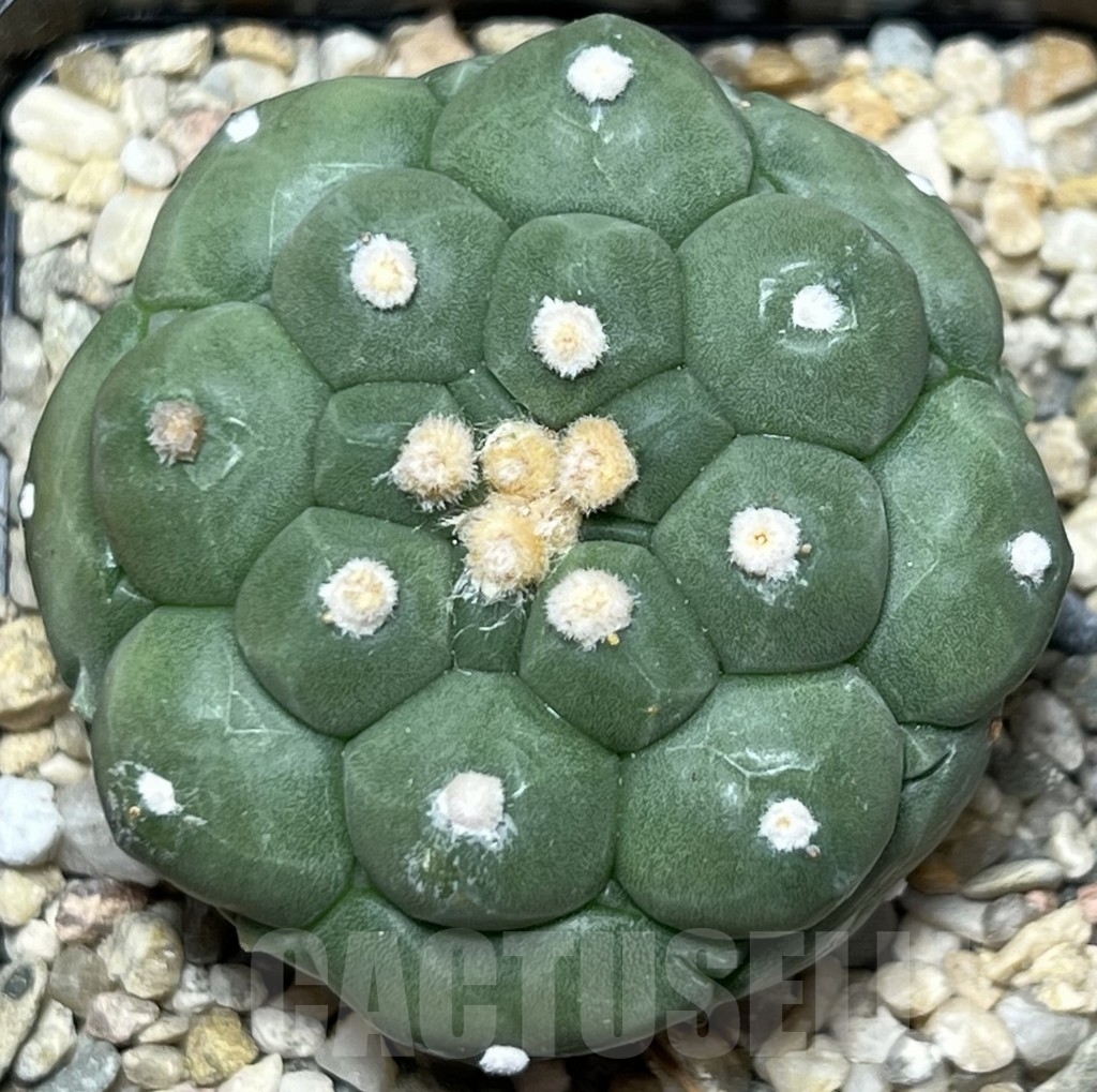 SHPR18395 Astrophytum asterias 'Kikko' - Image 2