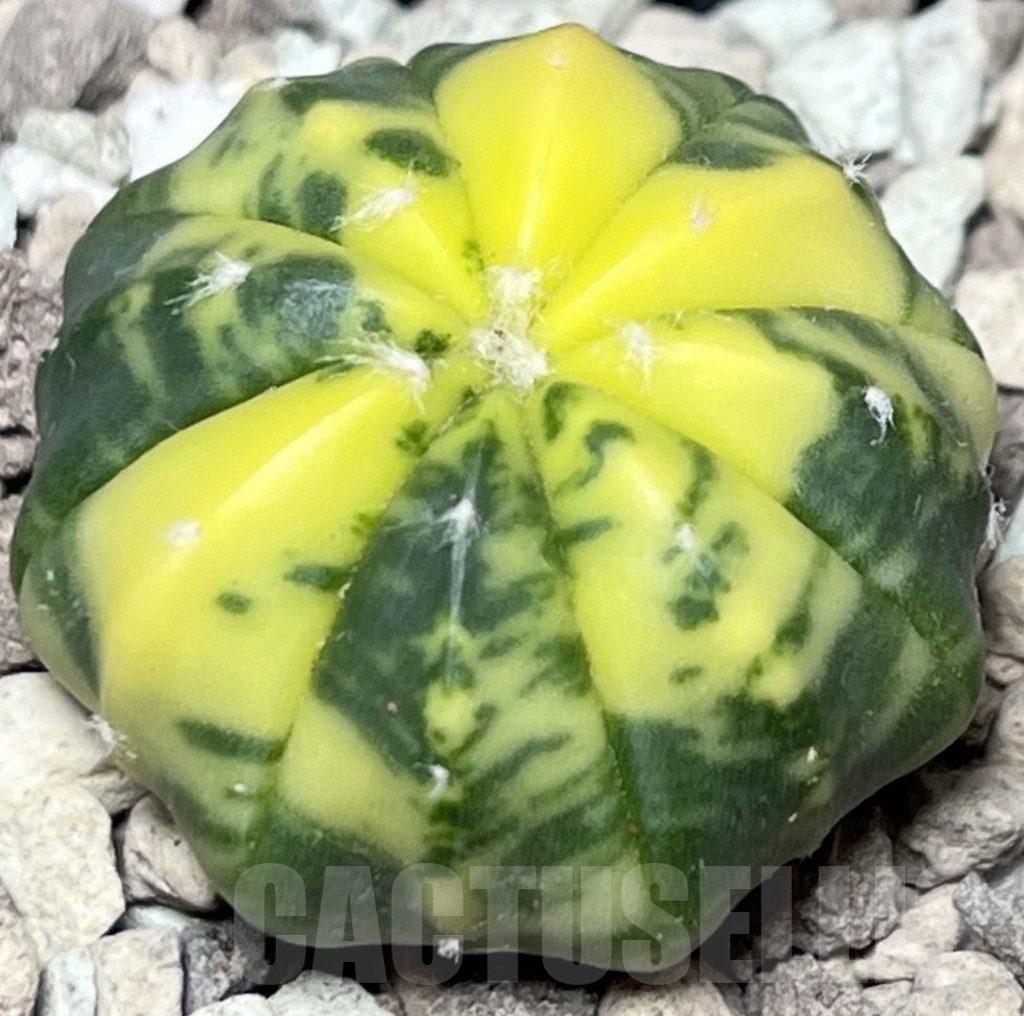 SHPR18396 Astrophytum asterias f. variegata - Image 2