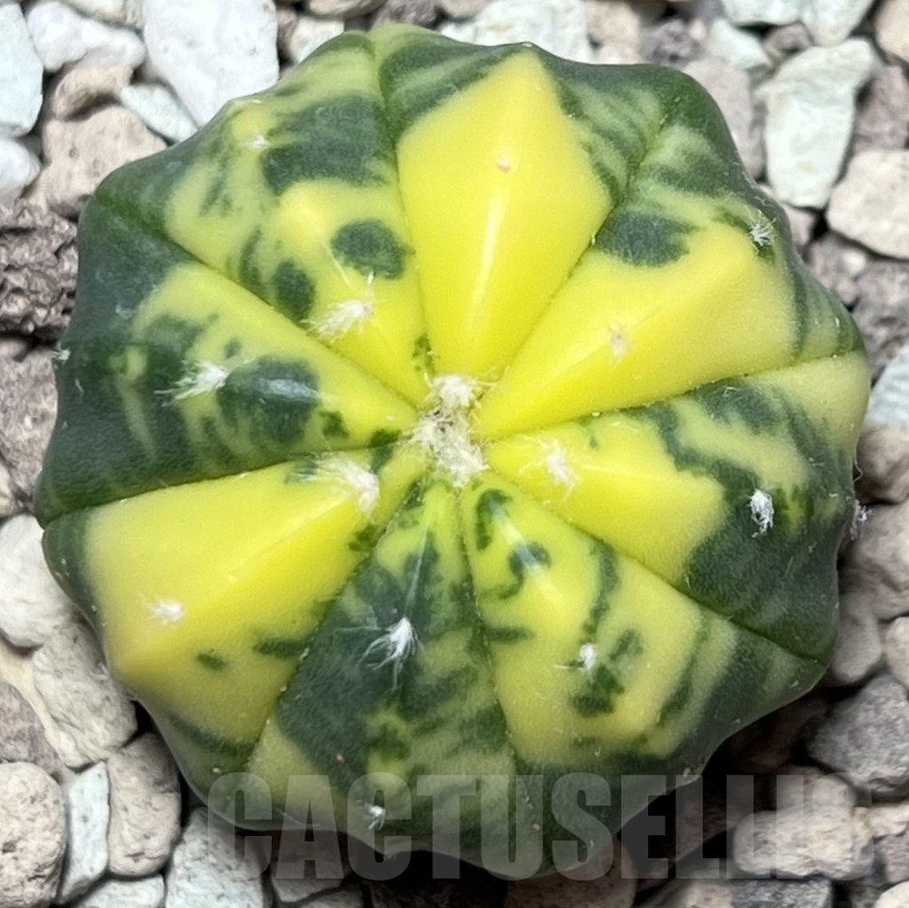 SHPR18396 Astrophytum asterias f. variegata