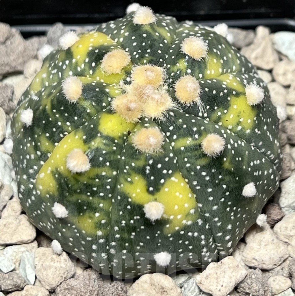 SHPR18397 Astrophytum asterias f. variegata - Image 2