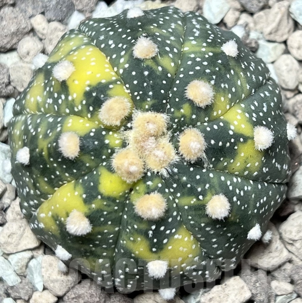 SHPR18397 Astrophytum asterias f. variegata