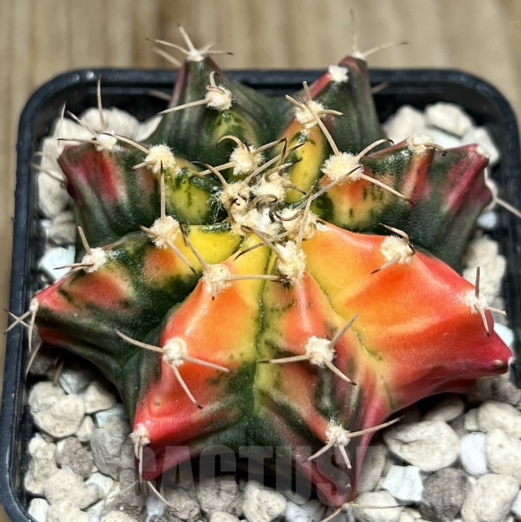 SHPR18401 Gymnocalycium mihanovichii f. variegata