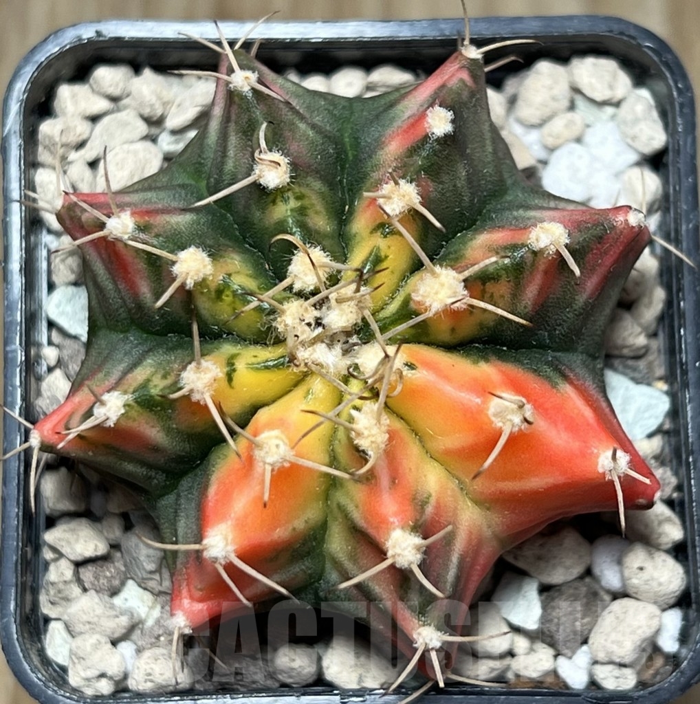 SHPR18401 Gymnocalycium mihanovichii f. variegata - Image 2