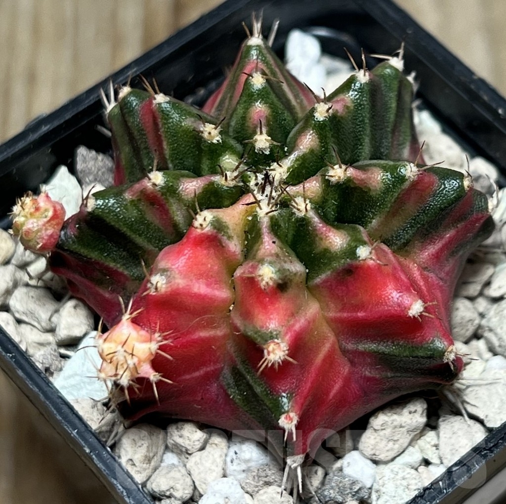 SHPR18402 Gymnocalycium mihanovichii K10