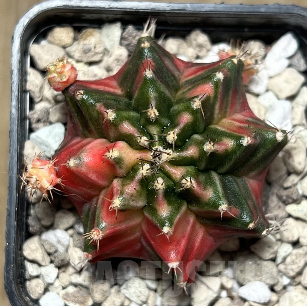 SHPR18402 Gymnocalycium mihanovichii K10 - Image 2