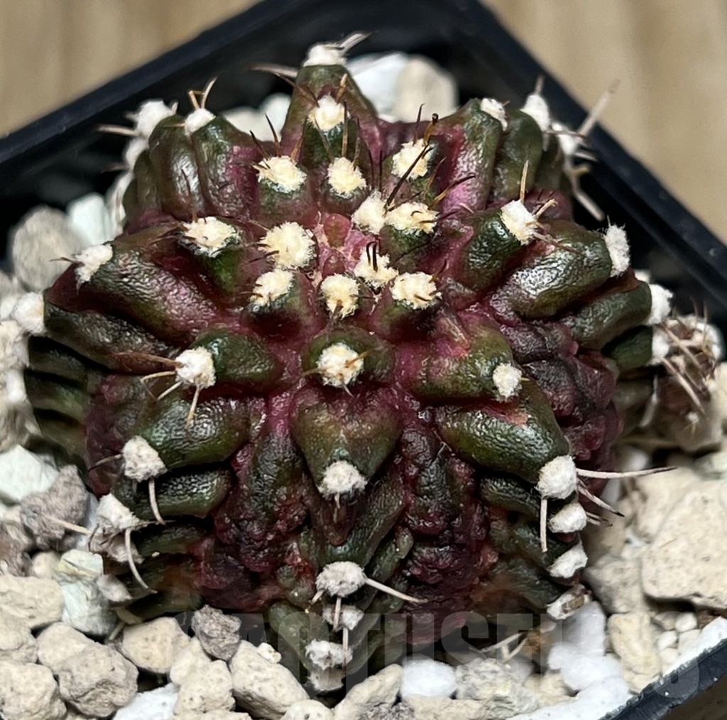 SHPR18403 Gymnocalycium mihanovichii ‘T-rex’ hybrid