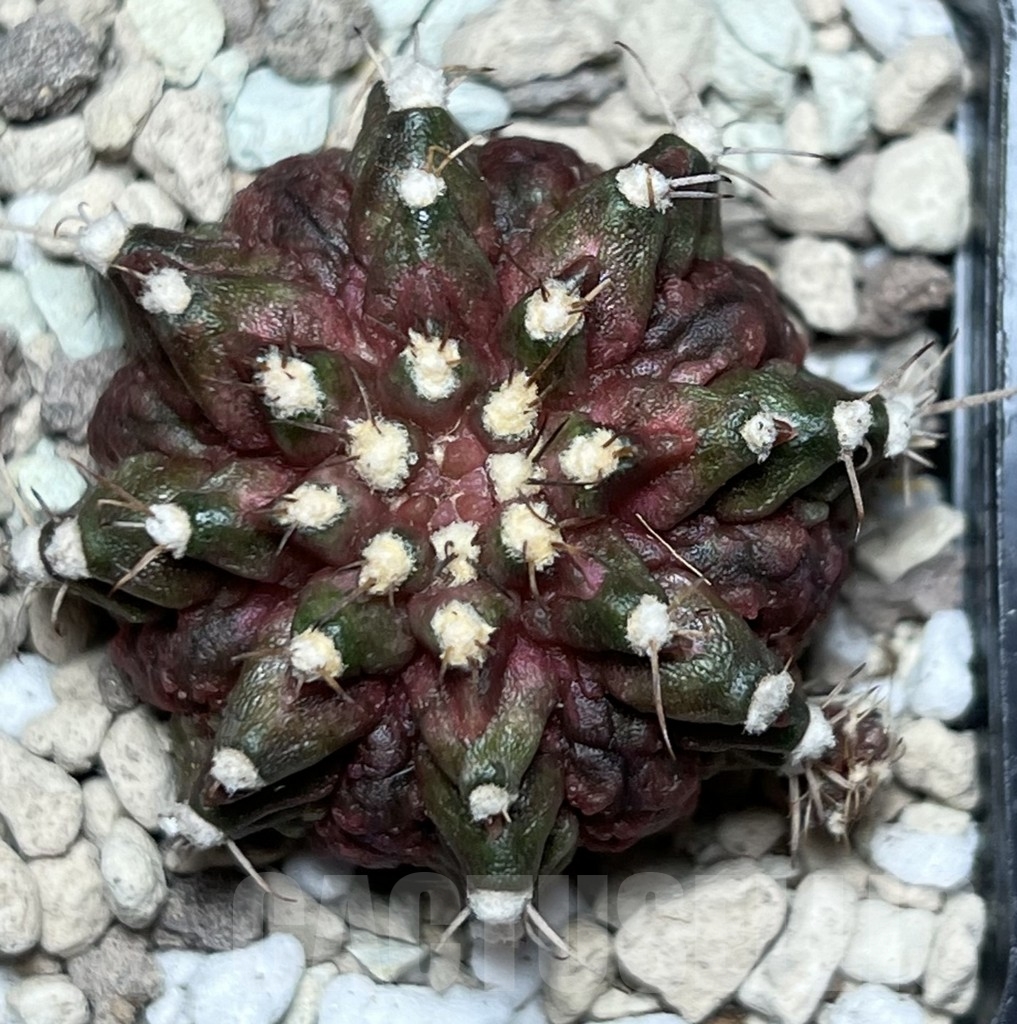 SHPR18403 Gymnocalycium mihanovichii ‘T-rex’ hybrid - Image 2