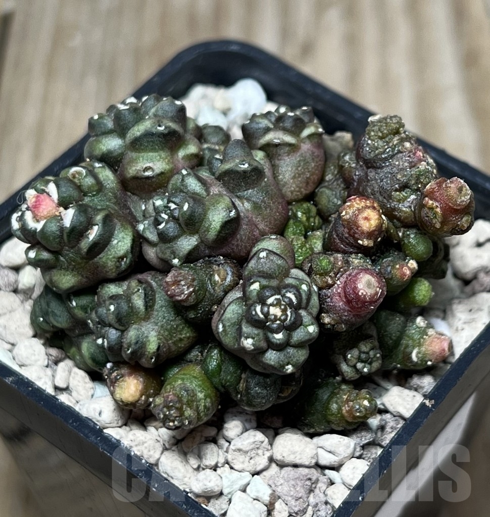 SHPR18412 Gymnocalycium mihanovichii ‘Transformer’ - Obrázek 2