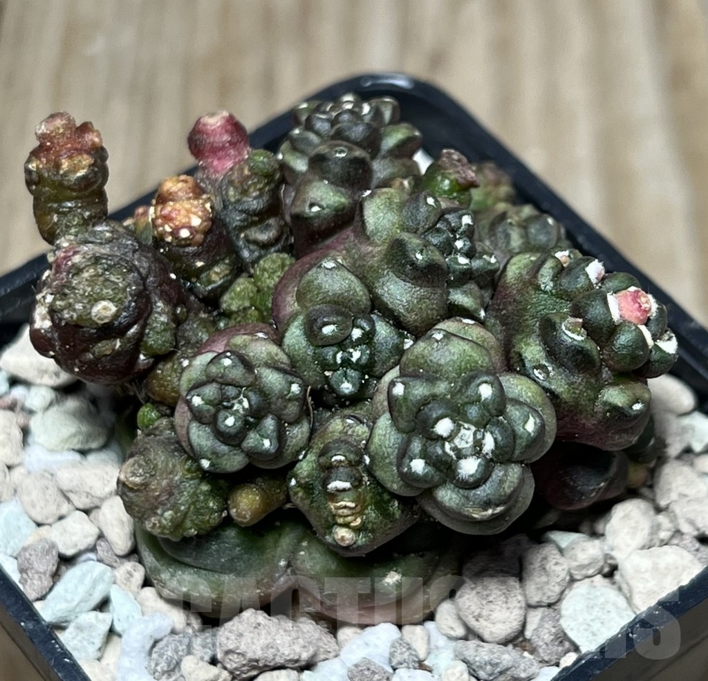 SHPR18412 Gymnocalycium mihanovichii ‘Transformer’