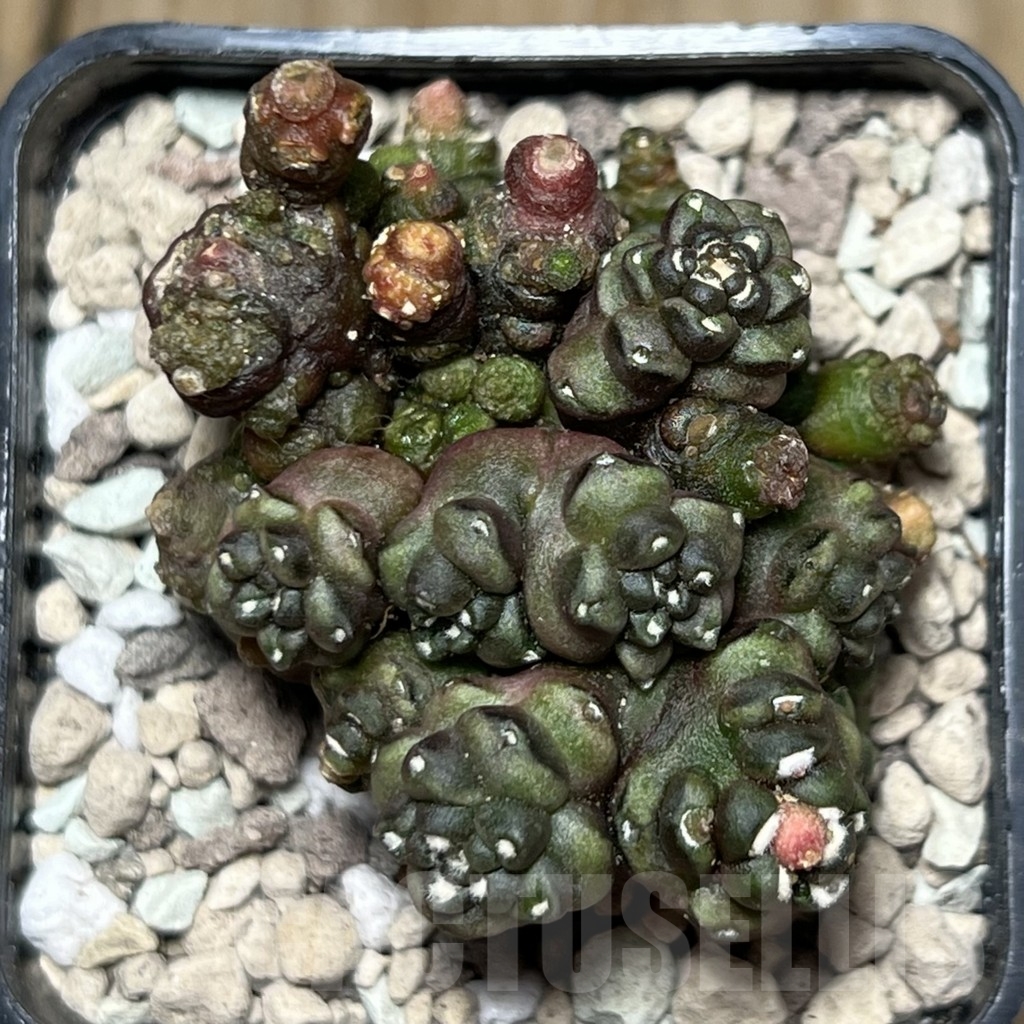 SHPR18412 Gymnocalycium mihanovichii ‘Transformer’ - Obrázek 3