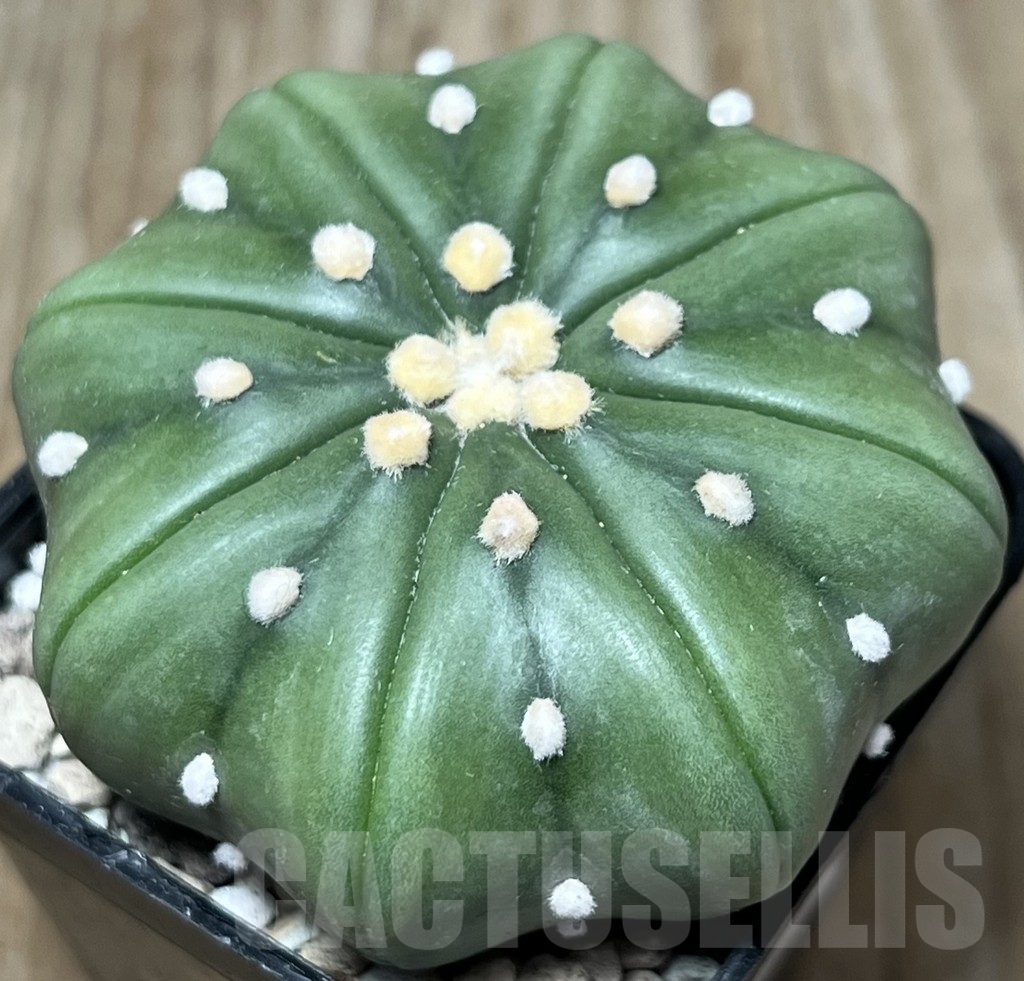 SHPR18414 Astrophytum asterias v. nudum 'Miracle' - Зображення 2