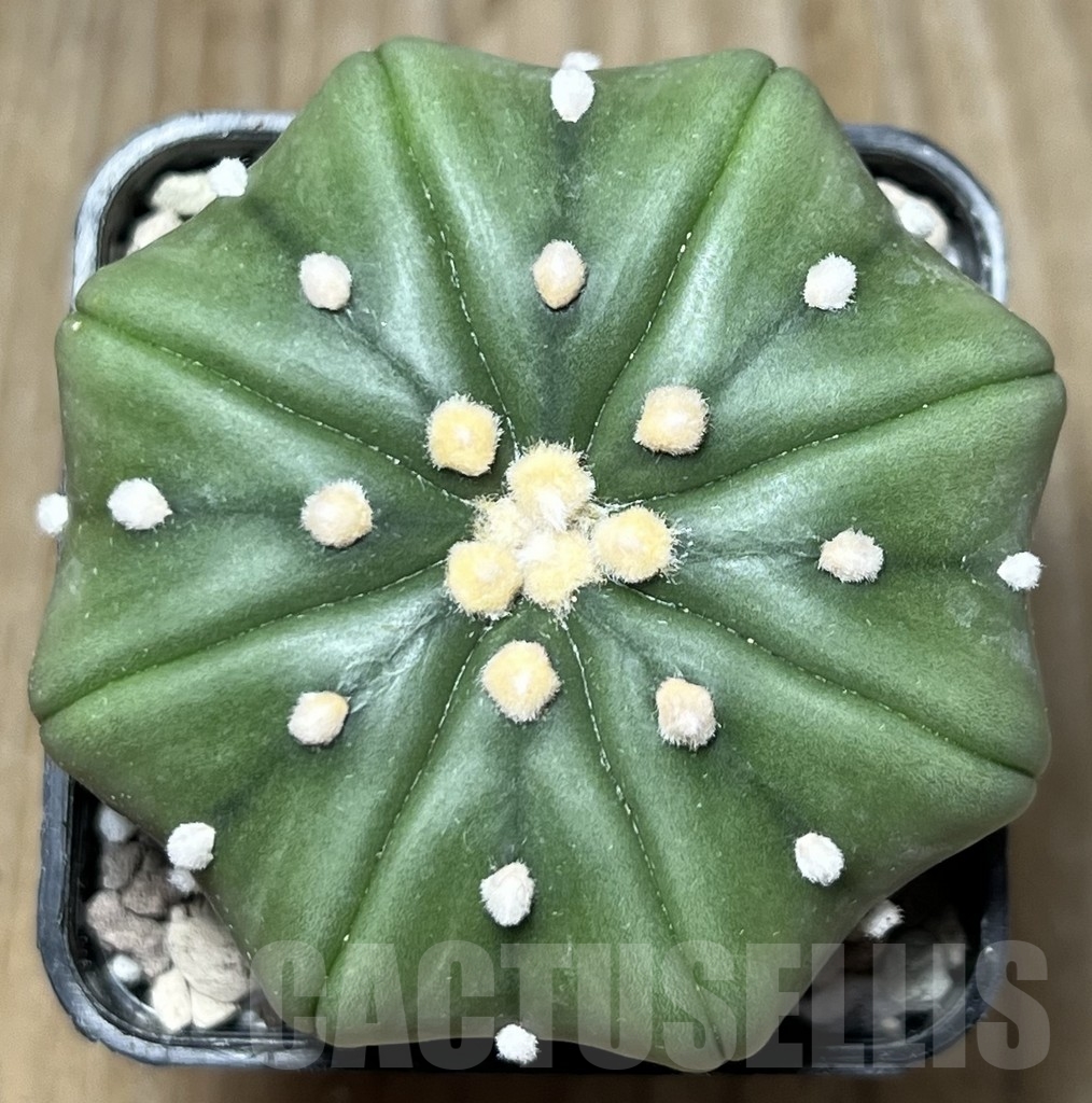 SHPR18414 Astrophytum asterias v. nudum 'Miracle'