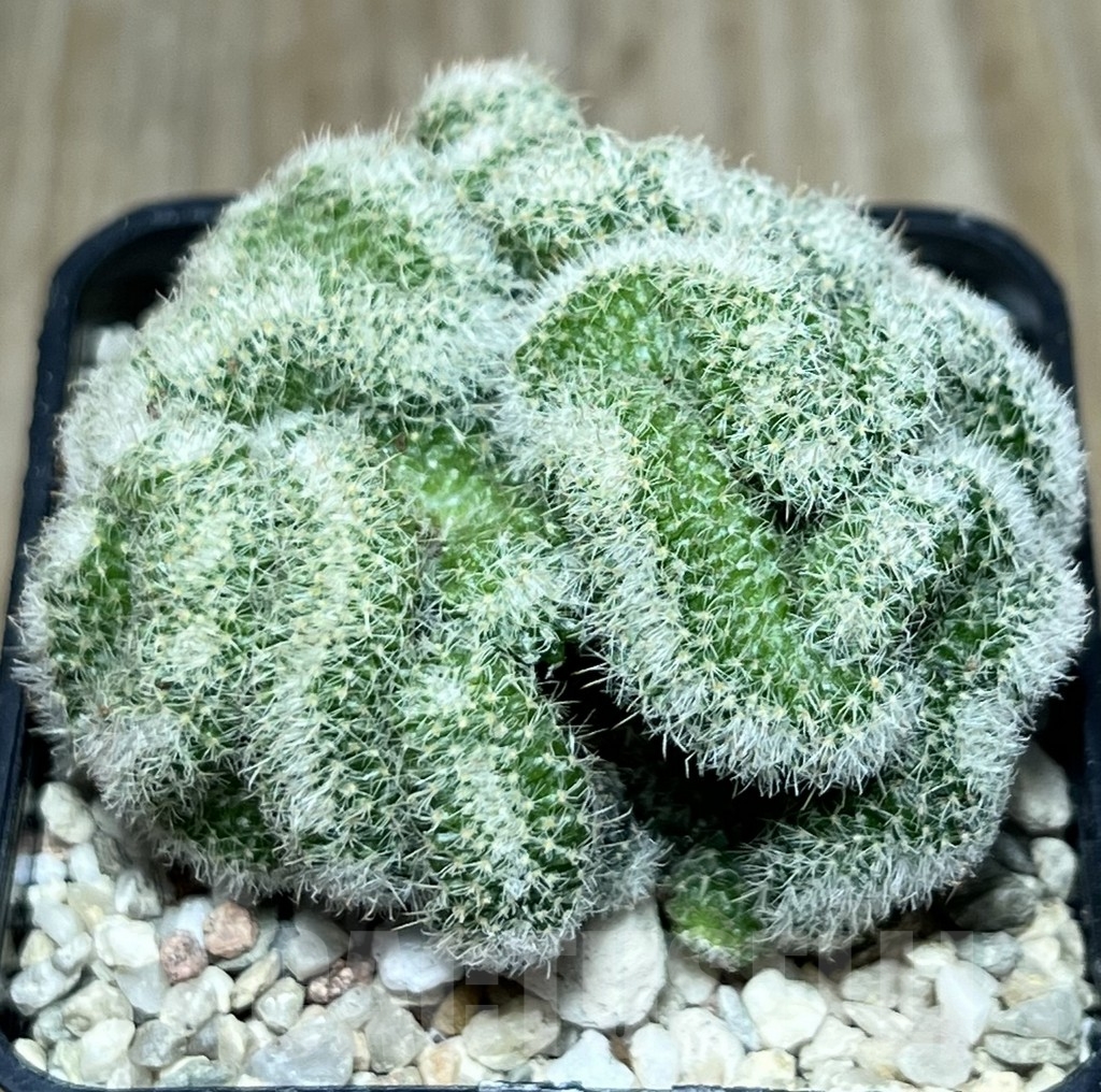 SHPR18415 Mammillaria geminispina v. nobilis f. cristata