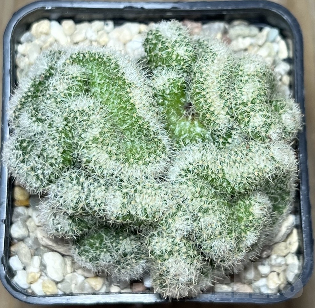 SHPR18415 Mammillaria geminispina v. nobilis f. cristata - Image 2