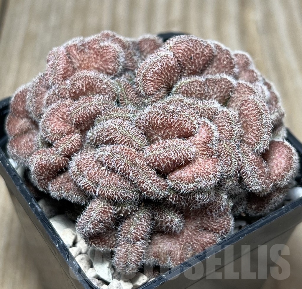 SHPR18416 Mammillaria spinosissima 'Un Pico' f. cristata