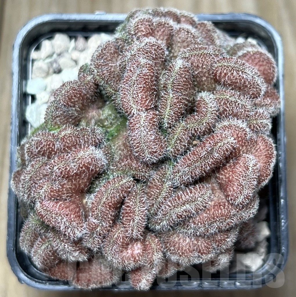 SHPR18416 Mammillaria spinosissima 'Un Pico' f. cristata - Image 2