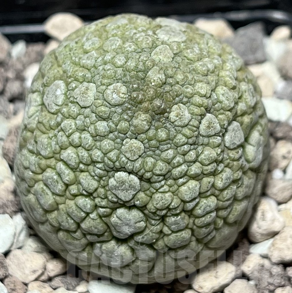 SHPR18417 Pseudolithos migiurtinus - Image 2