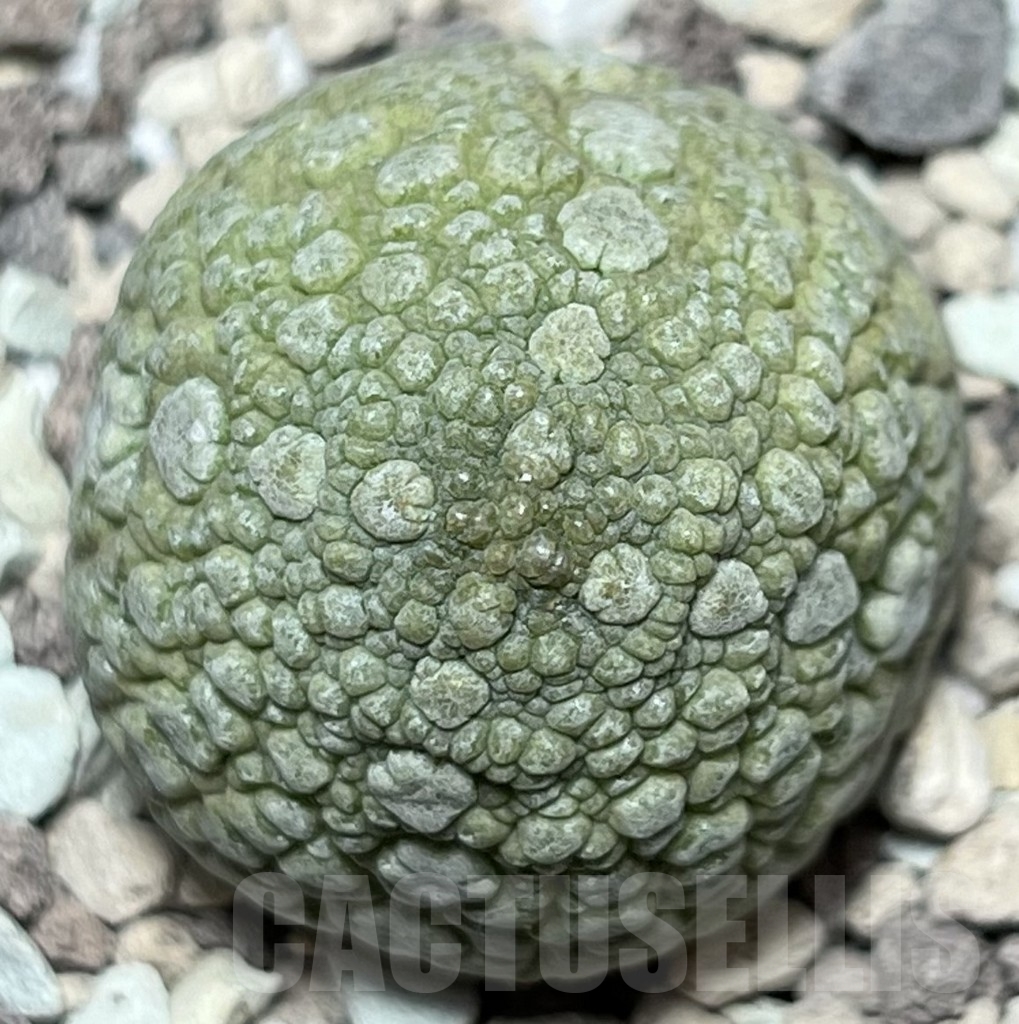 SHPR18417 Pseudolithos migiurtinus