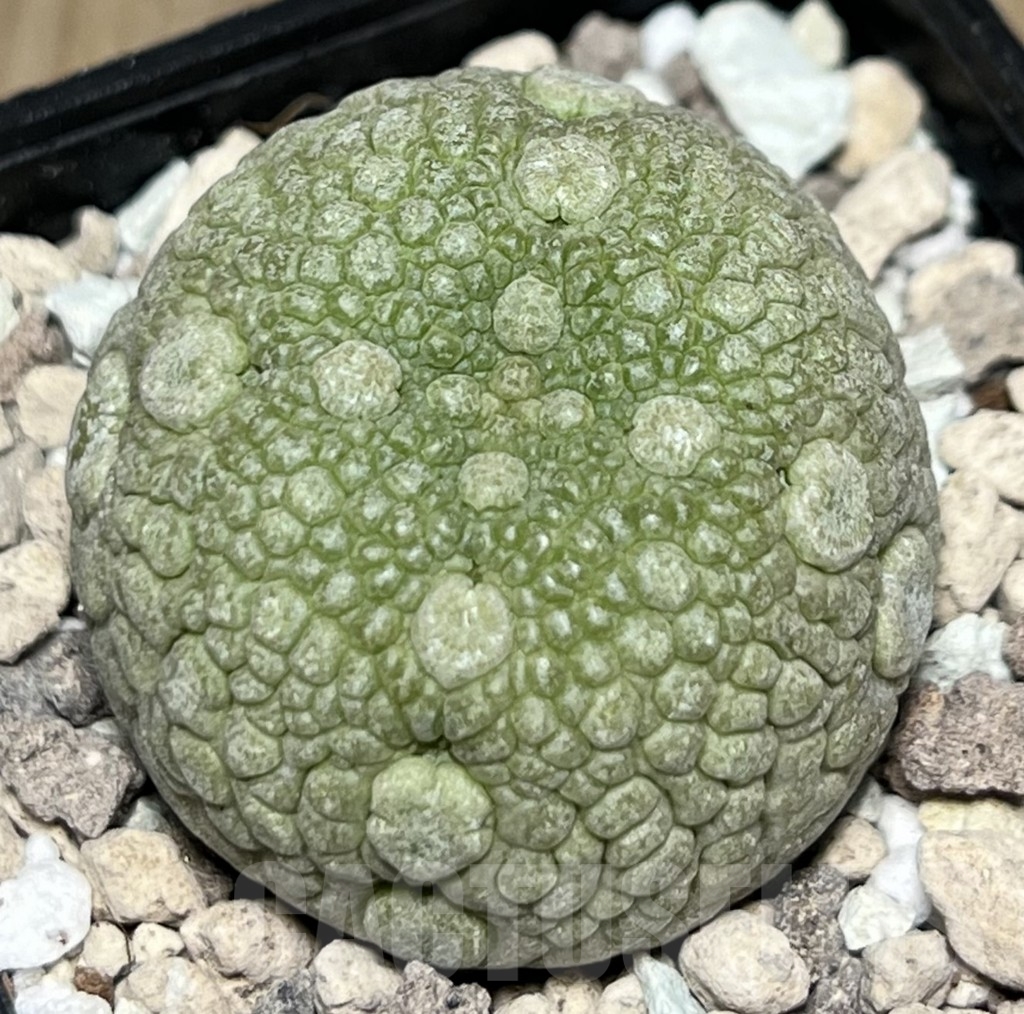 SHPR18418 Pseudolithos migiurtinus
