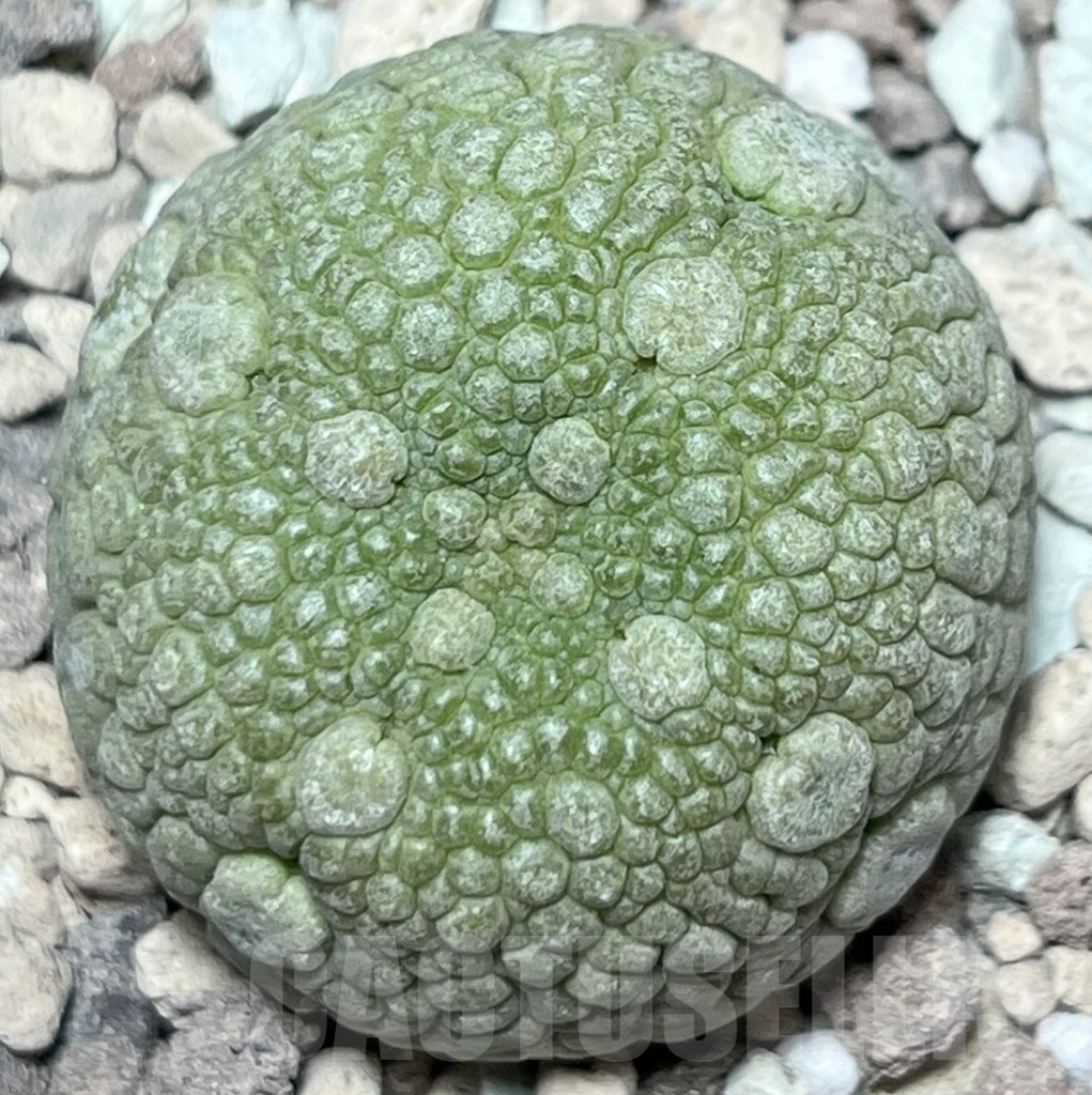 SHPR18418 Pseudolithos migiurtinus - Image 2