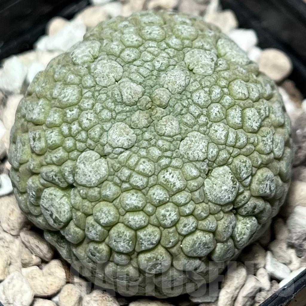 SHPR18419 Pseudolithos migiurtinus - Image 2
