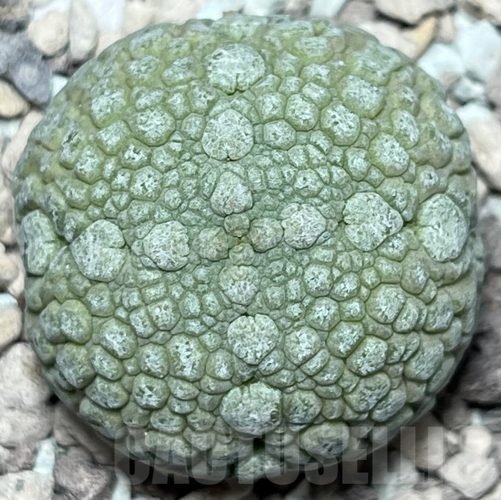 SHPR18419 Pseudolithos migiurtinus