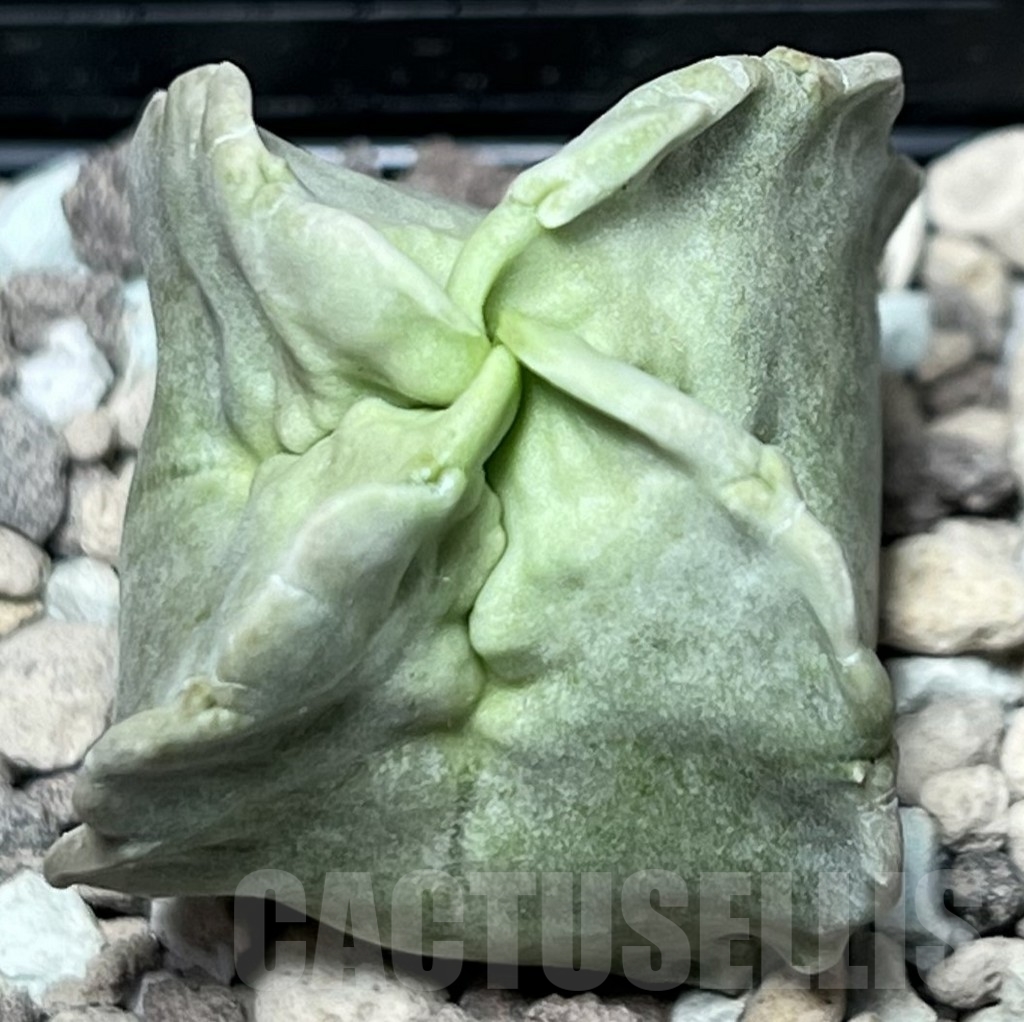 SHPR18421 Whitesloanea crassa