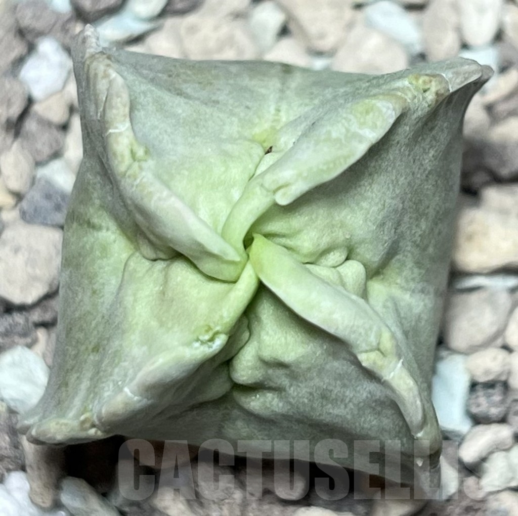 SHPR18421 Whitesloanea crassa - Image 2