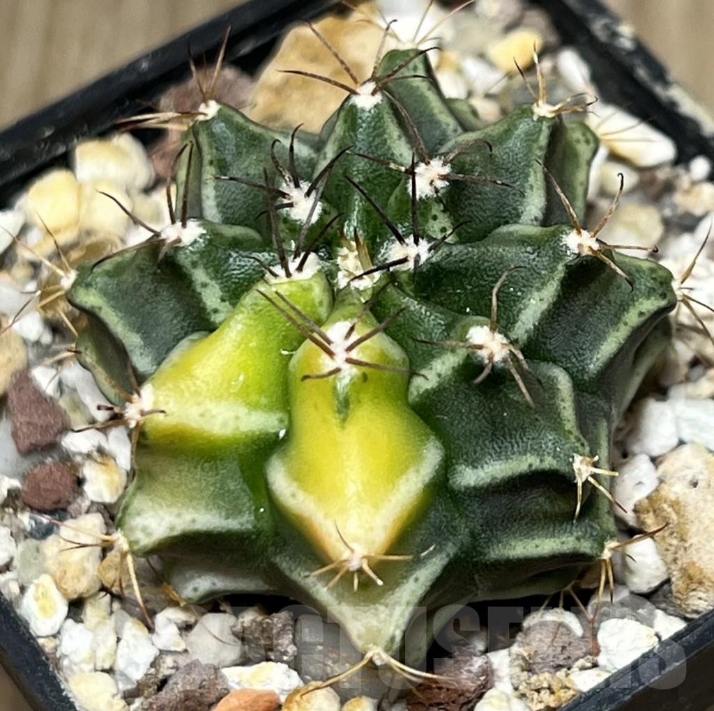 SHPR18429 Gymnocalycium mihanovichii f. variegata