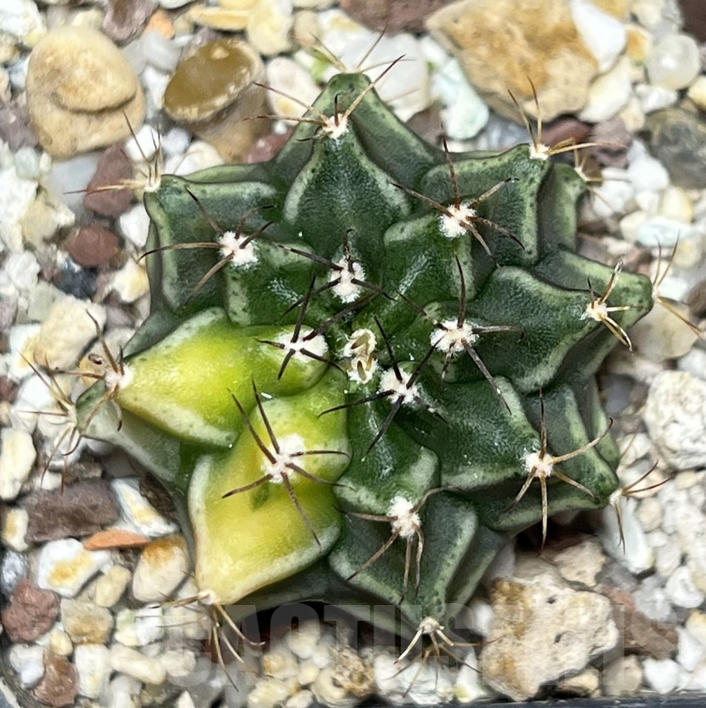 SHPR18429 Gymnocalycium mihanovichii f. variegata - Image 2