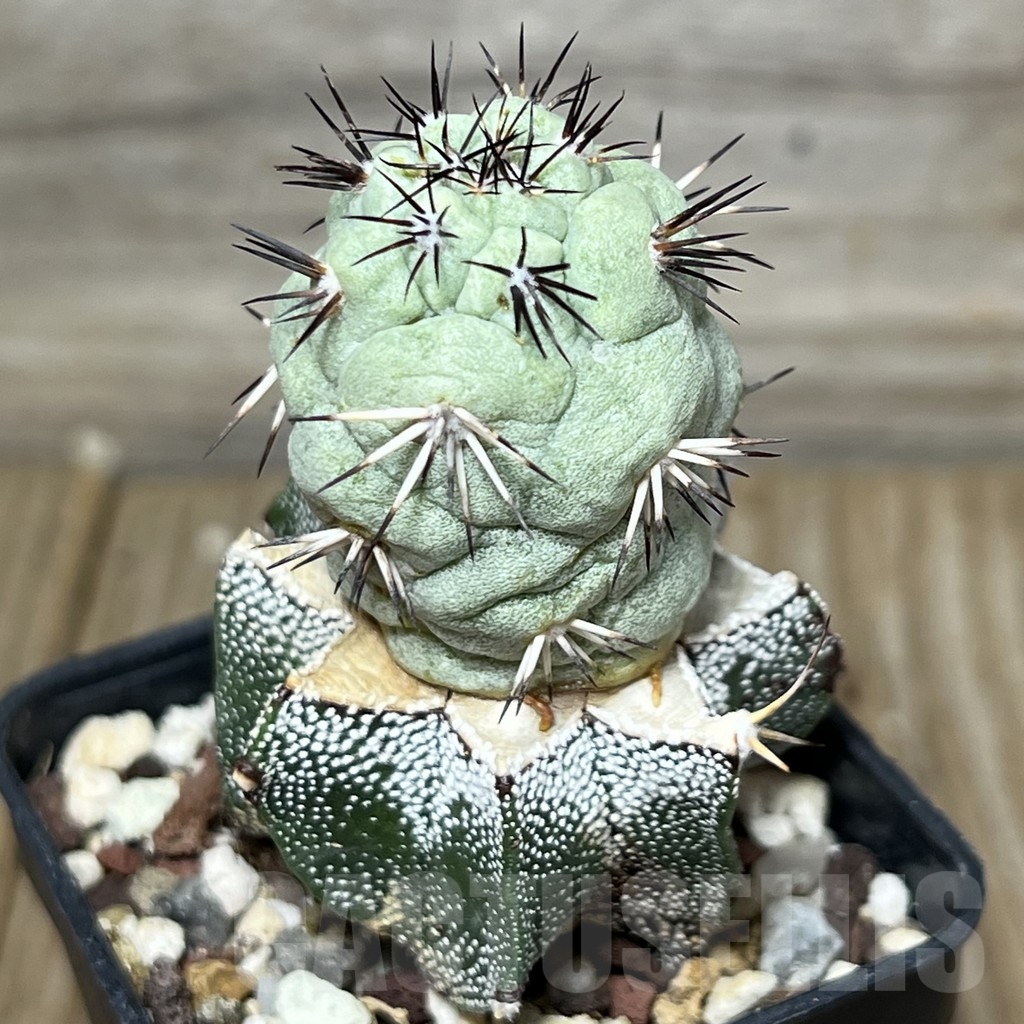 SHPR18430 Ortegocactus macdougallii, grafting