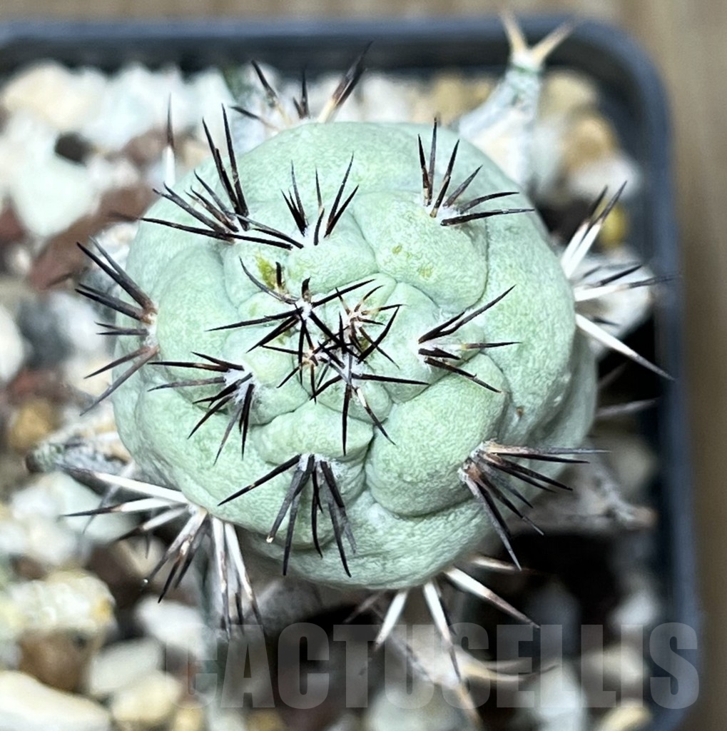 SHPR18430 Ortegocactus macdougallii, grafting - immagine 2