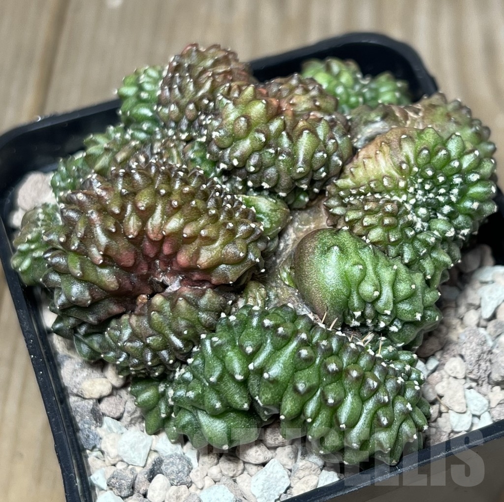 SHPR18432 Gymnocalycium mihanovichii hybrid ‘inermis’ f. cristata
