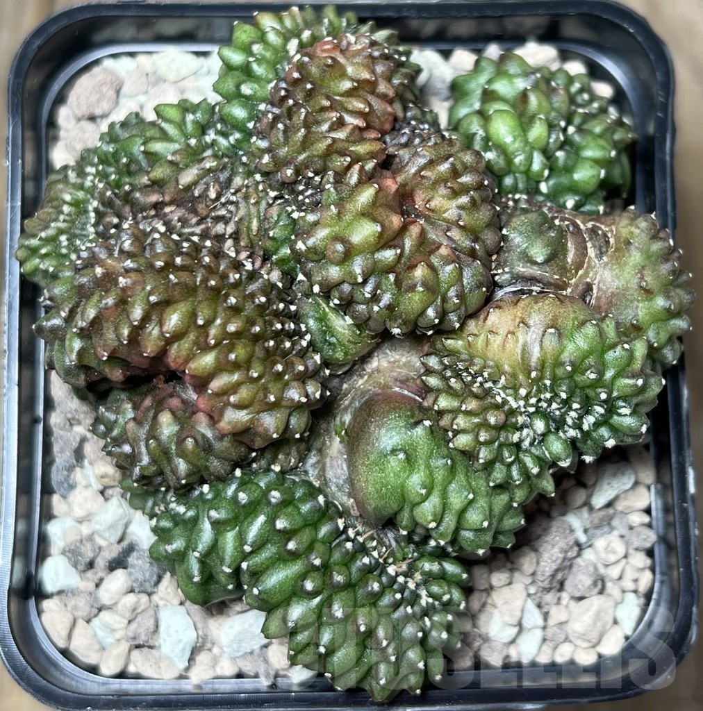 SHPR18432 Gymnocalycium mihanovichii hybrid ‘inermis’ f. cristata - immagine 3
