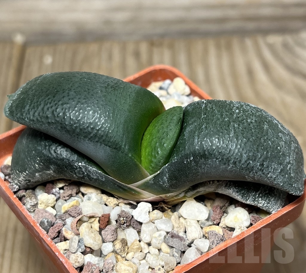 SHPR18433 Gasteria armstrongii - 画像 (2)