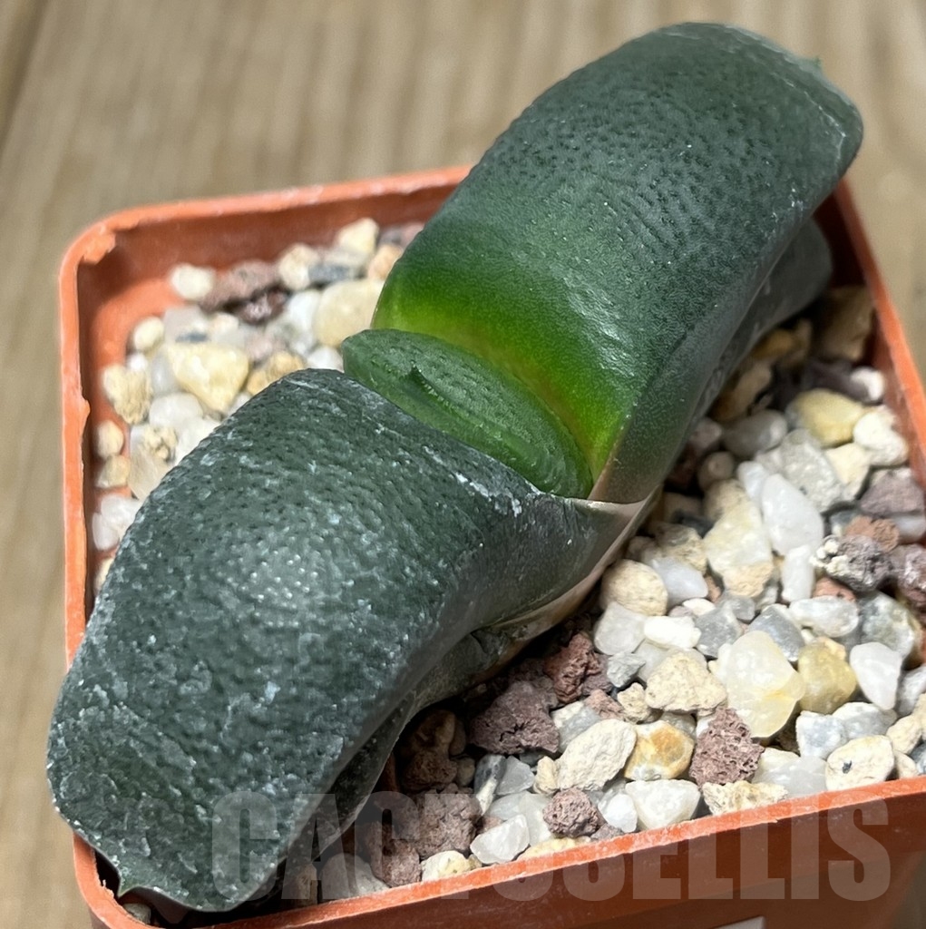 SHPR18433 Gasteria armstrongii