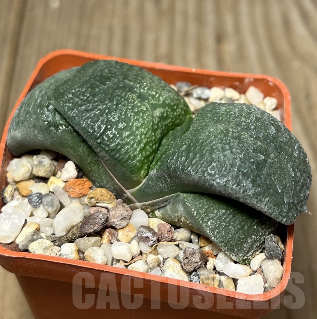 SHPR18434 Gasteria armstrongii -Japan- - immagine 2