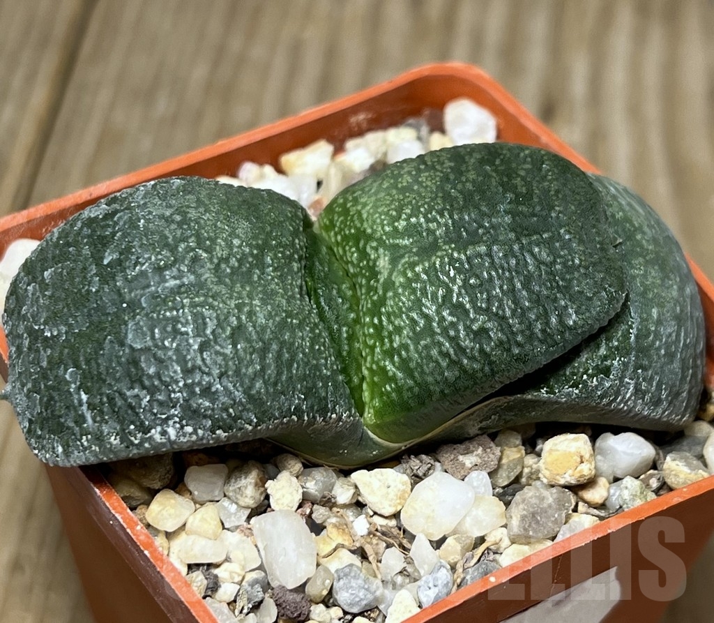 SHPR18434 Gasteria armstrongii -Japan-