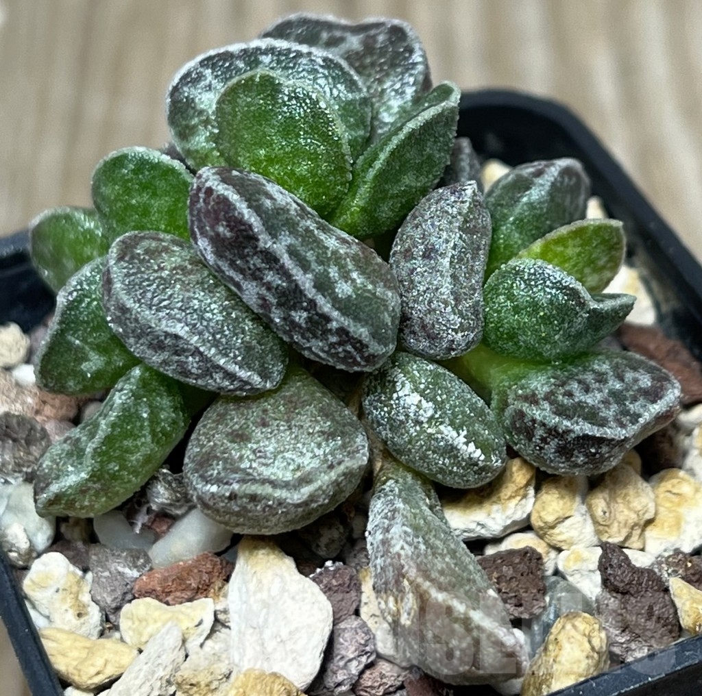 SHPR18435 Adromischus marianae 'Bryan Makin' - immagine 2