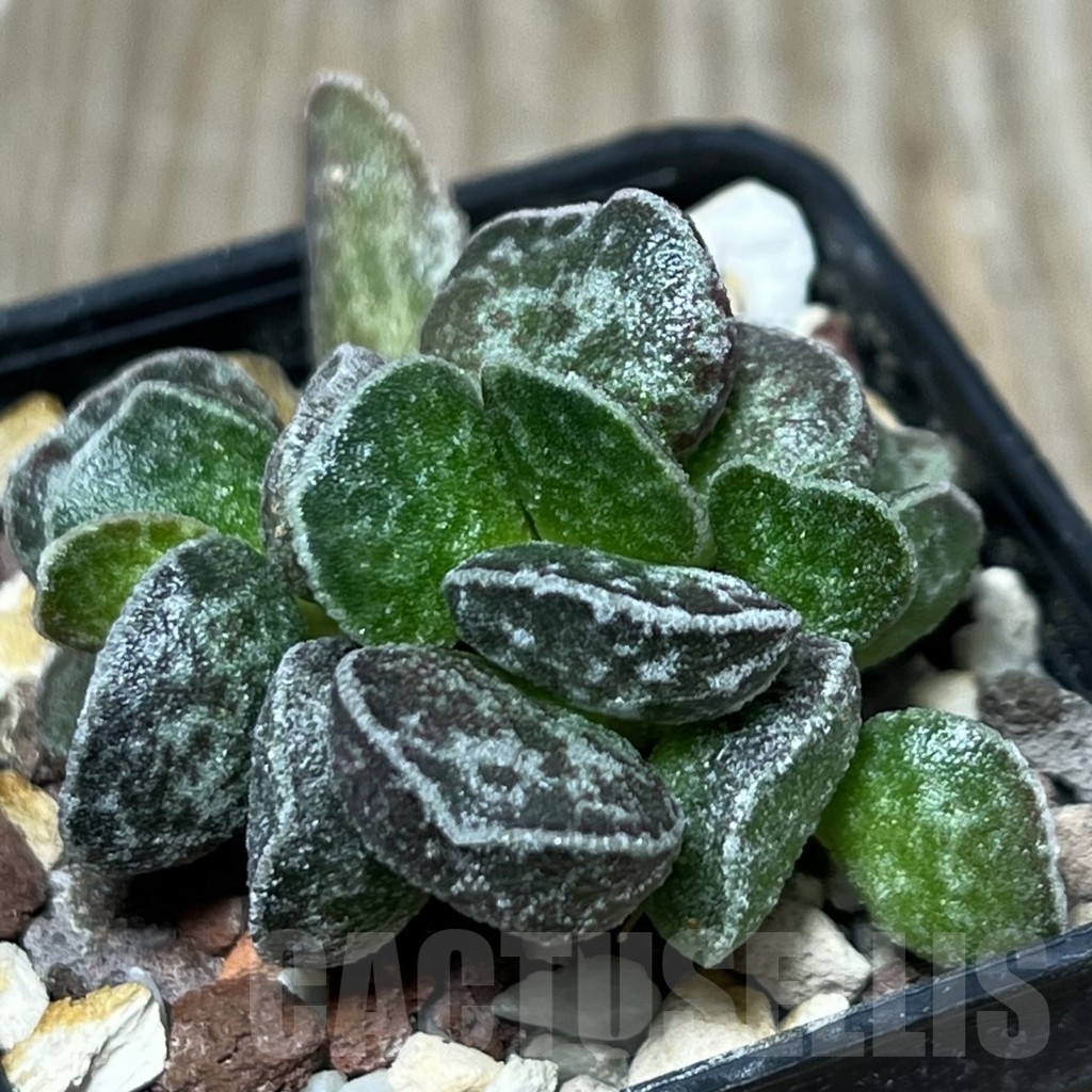SHPR18435 Adromischus marianae 'Bryan Makin'