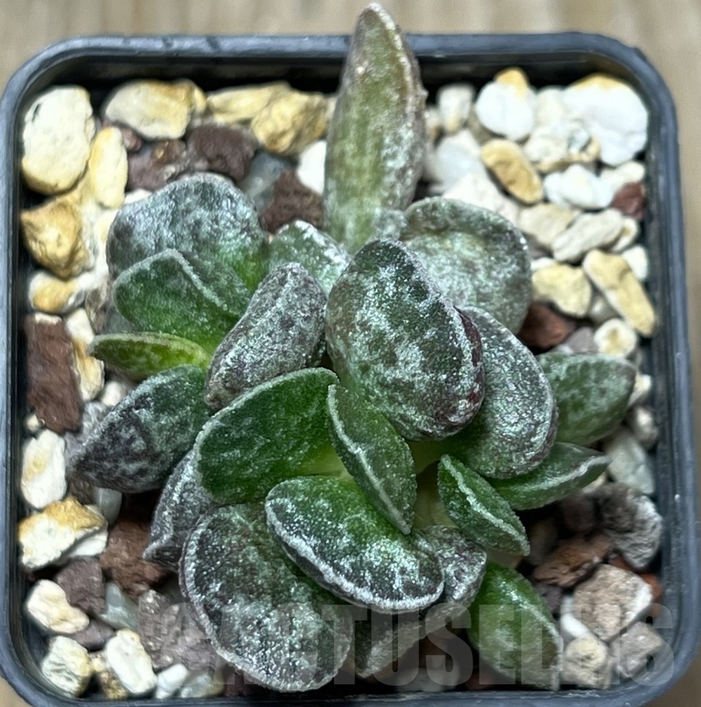 SHPR18435 Adromischus marianae 'Bryan Makin' - immagine 3