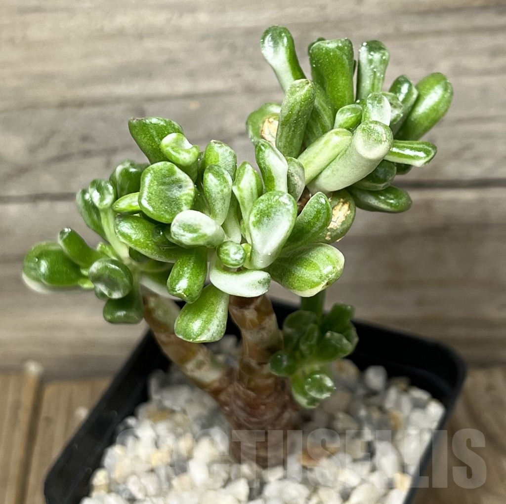 SHPR18436 Crassula 'Gollum' f. variegata - immagine 2