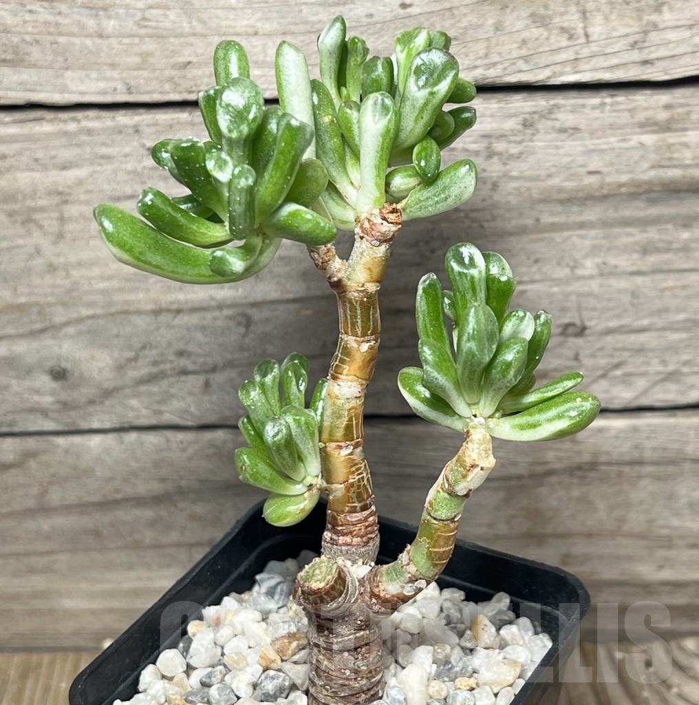 SHPR18436 Crassula 'Gollum' f. variegata