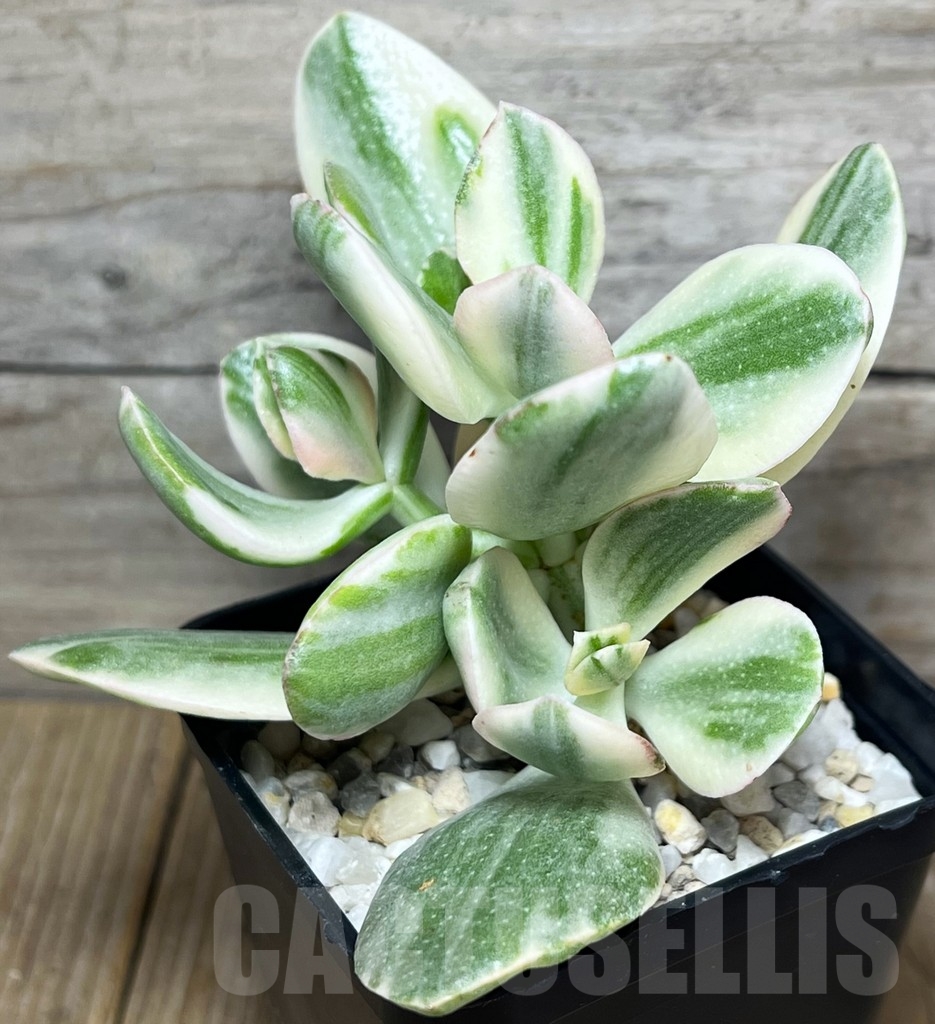 SHPR18438 Crassula arborescens 'White'